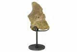 Fossil Dinosaur Skull Section w/ Metal Stand - South Dakota #294777-1